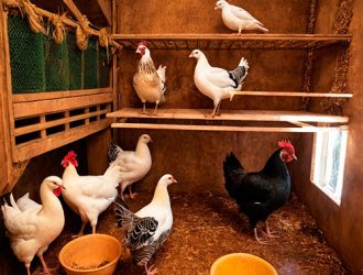 Зимний комфорт в курятнике: лучшие методы обогрева