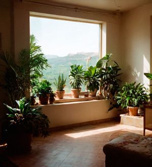 Как вентиляция влияет на домашние растения: Советы по созданию идеального микроклимата