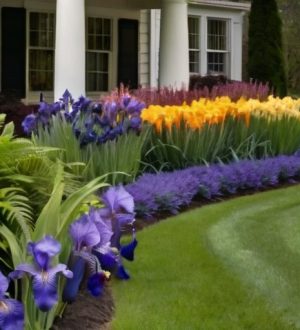 Ирисы в вашем саду: секреты успешного сочетания с другими растениями