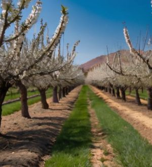 Как вырастить миндаль: от выбора места до защиты деревьев