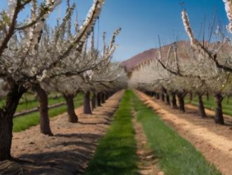 Как вырастить миндаль: от выбора места до защиты деревьев