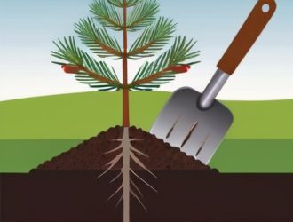 Пересадка сосны: секреты успешного роста и ухода за деревом в новом месте