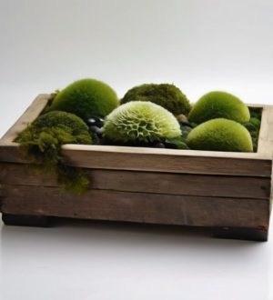 Стабилизированный мох: Как создать уникальный декор для вашего дома