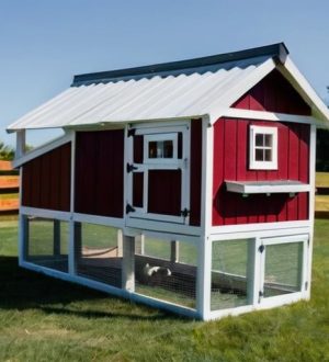 Как правильно построить курятник для 10 несушек: от требований до экономических аспектов