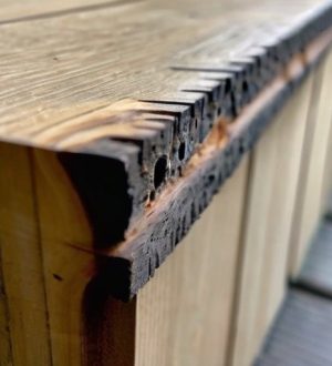 Как защитить свой дом от жука-древоточца: важные признаки, вред и эффективные методы борьбы